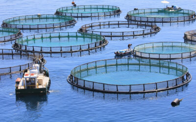 The Three Emerging Risks Reshaping Aquaculture Insurance